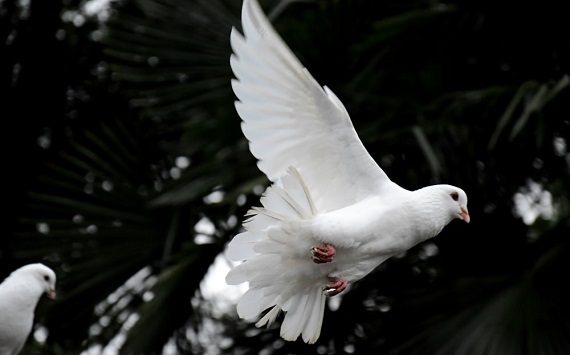 Tanti auguri di una Santa Pasqua!