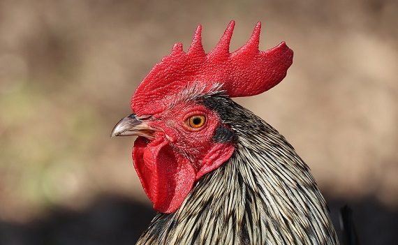 I galli francesi devono abbassare la cresta!