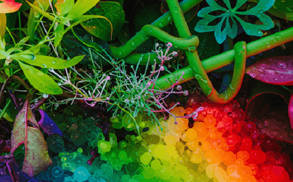 Ideologia woke: anche la botanica si piega alla propaganda arcobaleno!